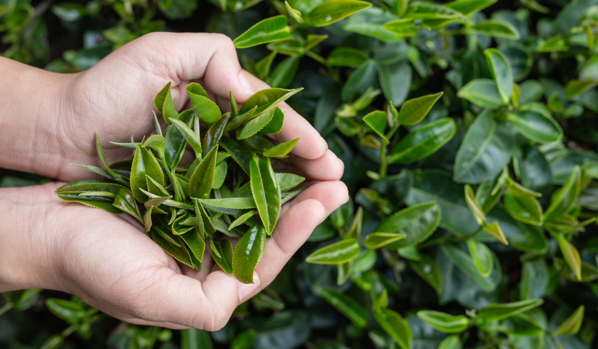 Árbol de té y sus numerosos beneficios